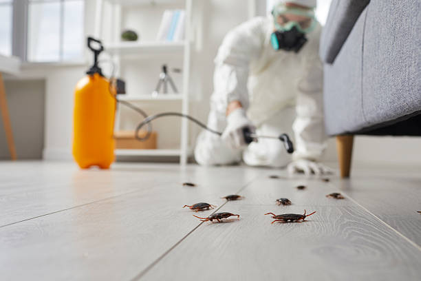 Commercial Rodent Management in Shattuck